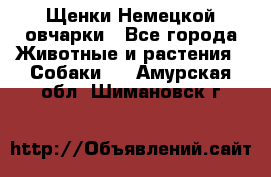 Щенки Немецкой овчарки - Все города Животные и растения » Собаки   . Амурская обл.,Шимановск г.